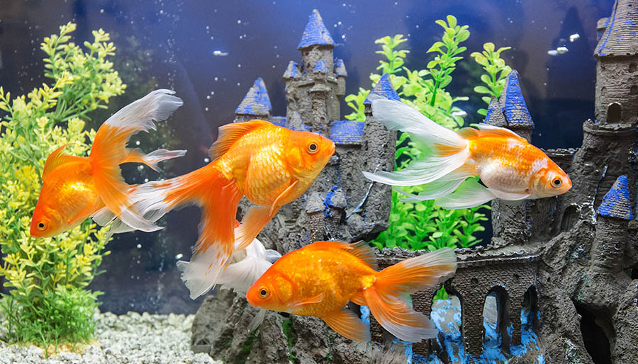 4-goudvissen-in-aquarium