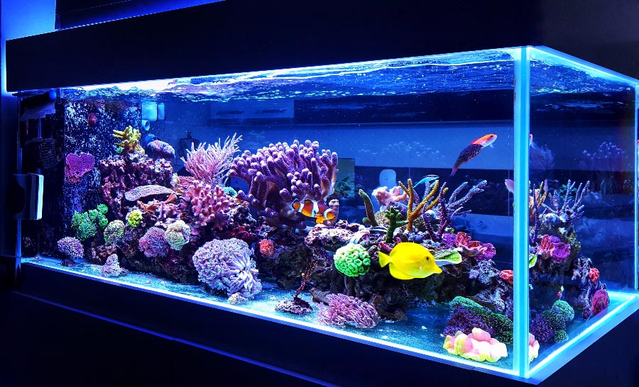 aquarium verlichting groot