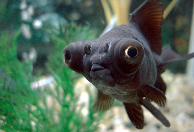 tactiek Leed niet voldoende 13 Populaire Sluierstaart en Goudvis soorten voor aquarium – AquaBak