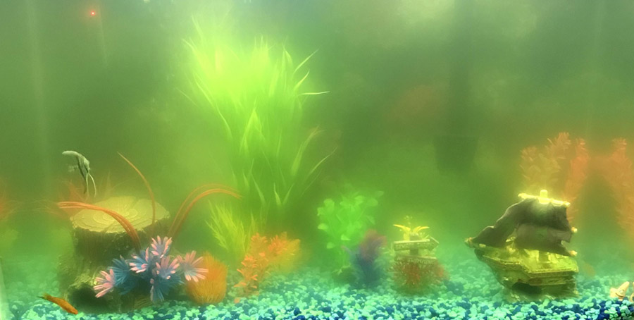 groen aquarium water door zweefalg